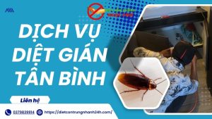 Dịch vụ diệt gián Tân Bình Ngọc Thư
