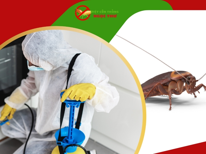 Dịch vụ diệt gián tận gốc tại tân bình, dịch vụ diệt gián tphcm Ngọc Thư