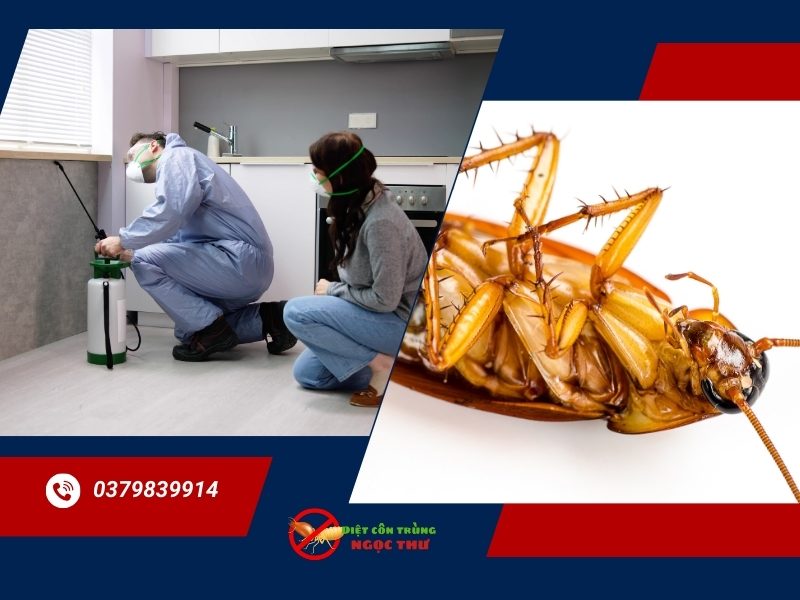 Diệt gián Tân Bình - Bí kíp sạch gián tận gốc! 2 Công ty diệt gián Tân Bình Ngọc Thư, bảo hành 3-6 tháng