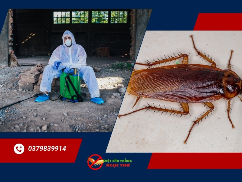 Dịch vụ diệt gián chuyên nghiệp tại quận Tân Bình