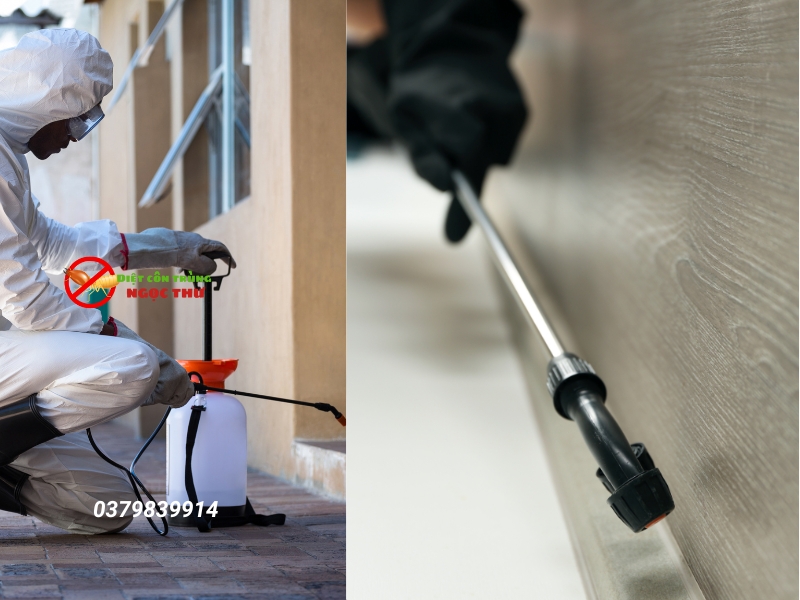 dịch vụ diệt gián đức tận gốc tphcm ngọc thư