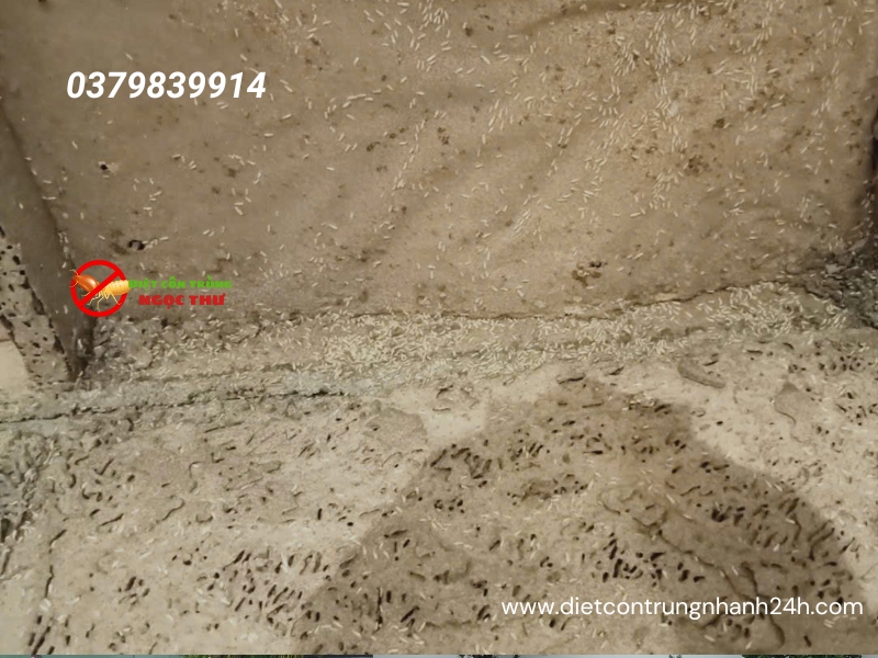 Dịch vụ diệt mối tại dĩ an, bình dương