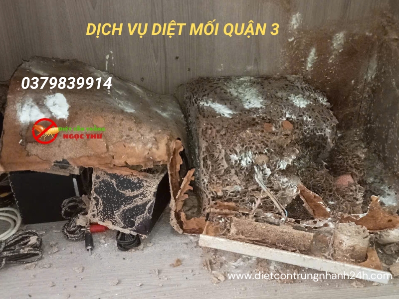 Dấu hiệu nhận biết mối trong nhà quận 3