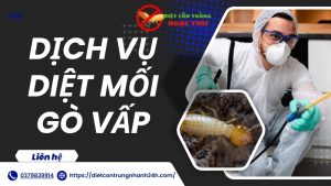 Dịch vụ diệt mối tại Gò Vấp