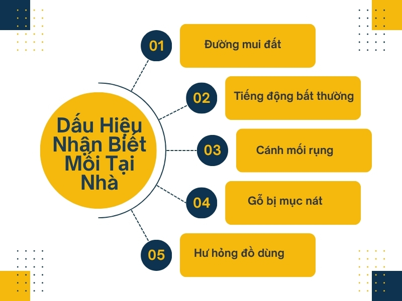 Diệt Mối Tại Gò Vấp – Dịch Vụ Diệt Côn Trùng Tại TPHCM 3 Dấu hiệu nhận biết mối tại nhà