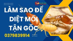 Làm sao để diệt mối tận gốc