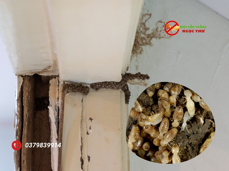 Làm Sao Để Diệt Mối Tận Gốc: Giải Pháp Hiệu Quả Cho Doanh Nghiệp Và Gia Đình 4 Dấu hiệu nhận biết mối xâm nhập