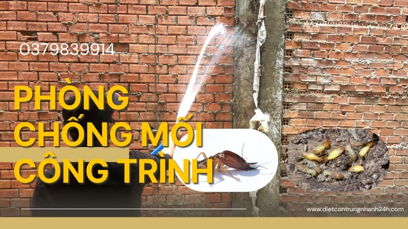 Dịch vụ phòng chống mối cho công trình xây dựng