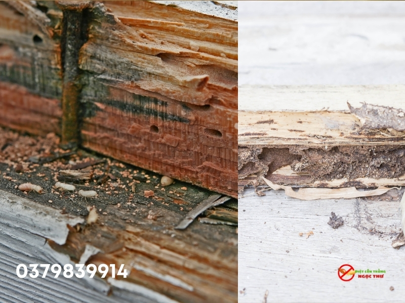 Phòng Chống Mối Tại Tân Uyên, Bảo Hành Lên Đến 10 Năm 4 Mối gỗ khô