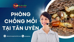 Dịch vụ phòng chống mối tại Tân Uyên chuyên nghiệp