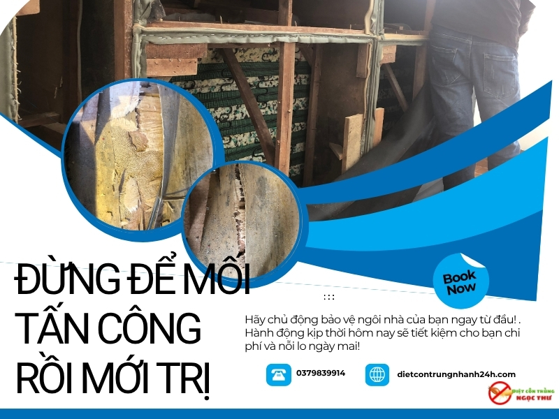 Phòng chống mối tại Tân Uyên, Bình dương, bảo hành lên đến 10 năm