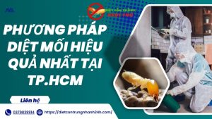 Phương pháp diệt mối hiệu quả nhất tphcm ngọc thư