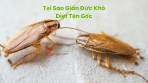 Tại sao gián Đức khó diệt tận gốc