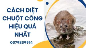 Cách diệt chuột cống hiệu quả
