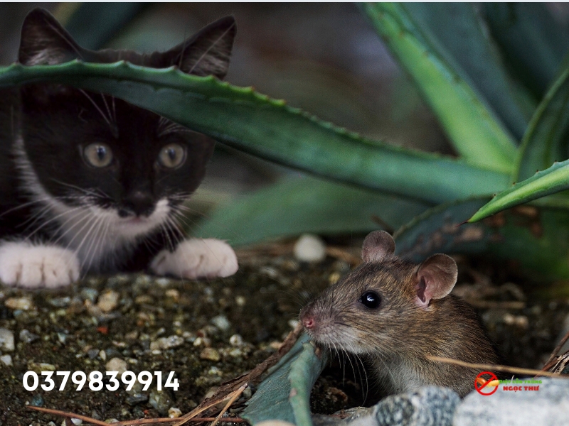 Tìm hiểu chuột cống và Cách diệt chuột cống hiệu quả nhất