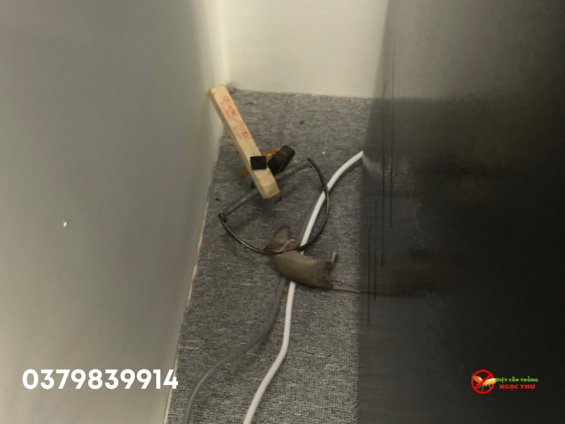 Tại sao phải diệt chuột nhắt ngay lập tức