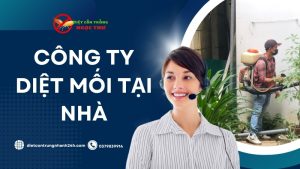 Công ty diệt mối tại nhà, dịch vụ diệt côn trùng tại TPHCM Ngọc Thư