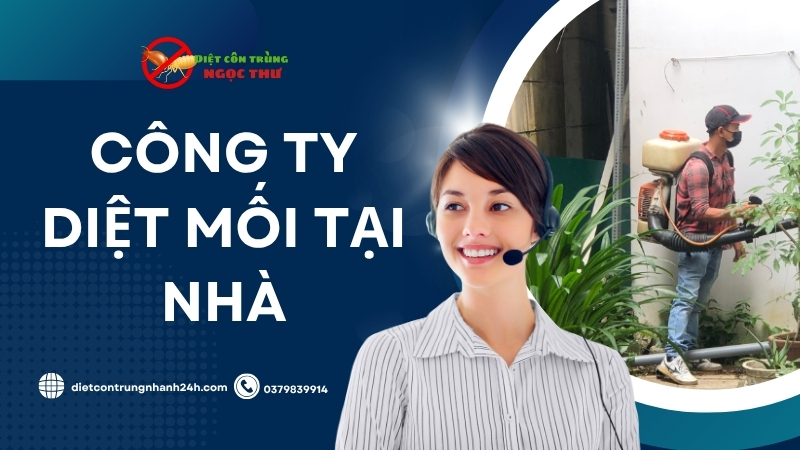 Công ty diệt mối tại nhà, dịch vụ diệt côn trùng tại TPHCM Ngọc Thư