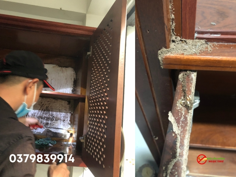 công ty diệt mối tại nhà, diệt mối tận gốc, bảo hành lâu dài