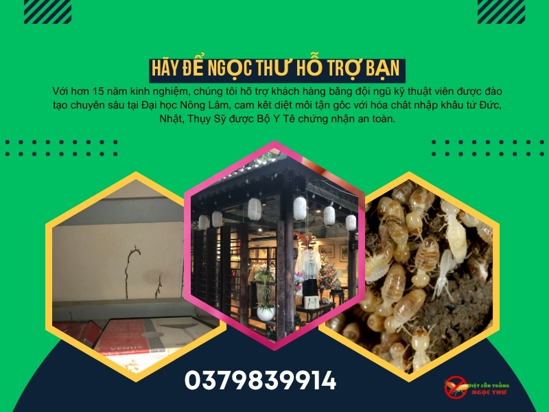 Công ty diệt mối tại nhà chuyên nghiệp, phục vụ toàn TPHCM