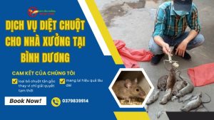 Dịch vụ diệt chuột cho nhà xưởng tại Bình Dương