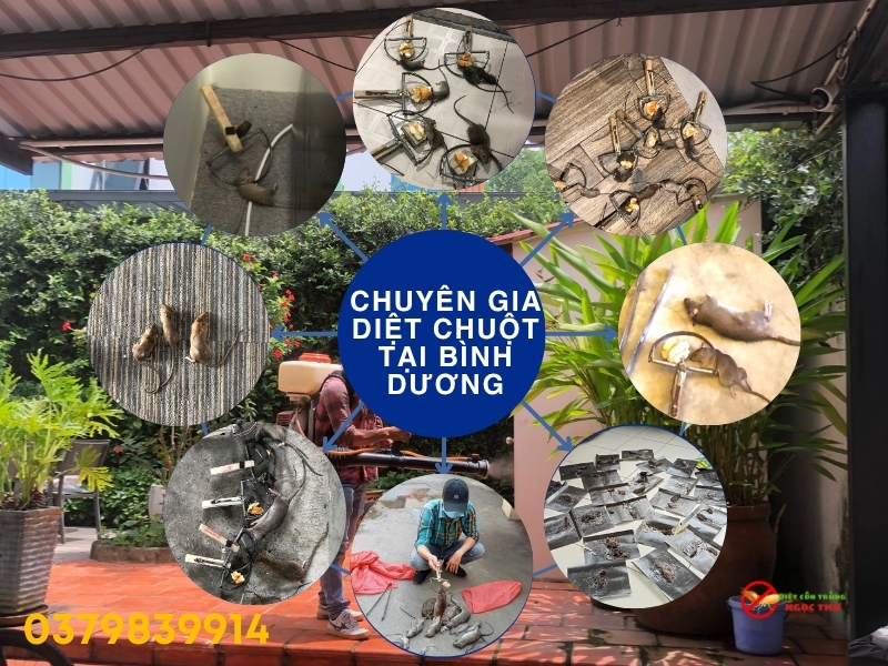 Lợi ích khi chọn dịch vụ diệt chuột cho nhà xưởng tại Bình Dương