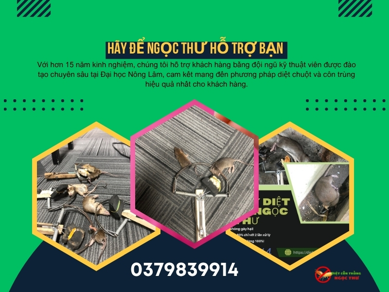 Tại sao Ngọc Thư là lựa chọn đáng tin cậy cho dịch vụ diệt chuột cho nhà xưởng tại Bình Dương?