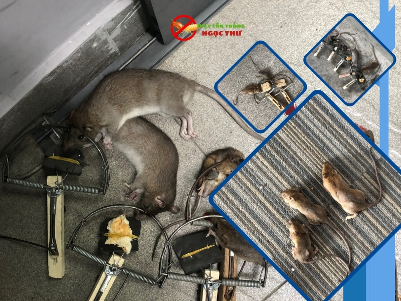 Dịch vụ diệt chuột Dĩ An, diệt chuột tận gốc, an toàn
