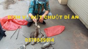 Dịch vụ diệt chuột Dĩ An, TPHCM