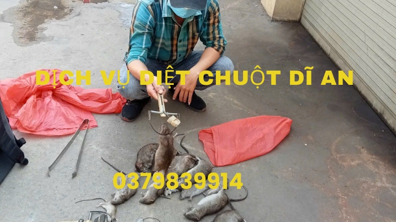 Dịch vụ diệt chuột Dĩ An, TPHCM