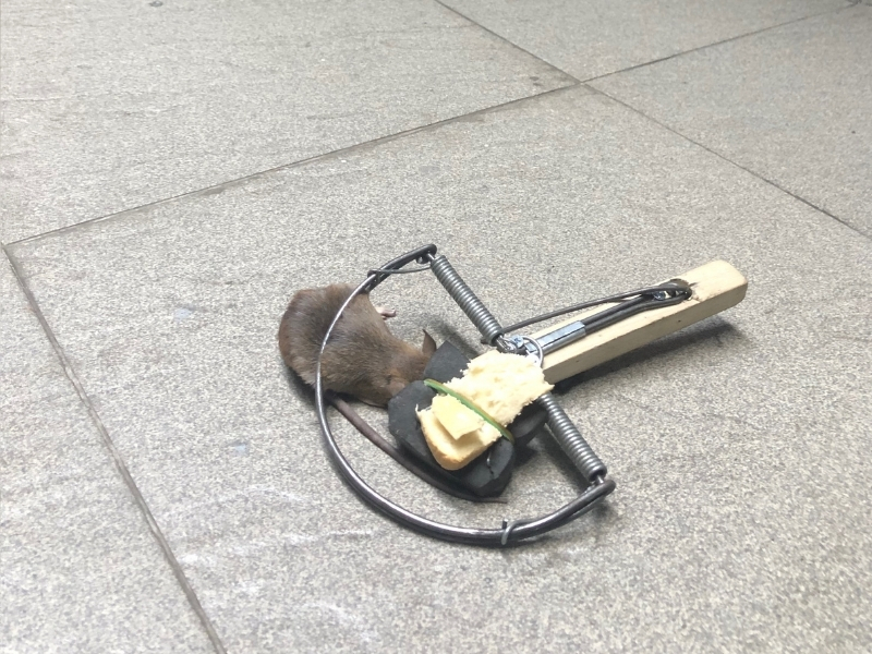 Dịch vụ diệt chuột Dĩ An, xử dụng bẫy chuột chuyên dụng của Ngọc Thư