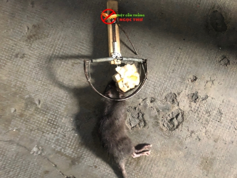 Lợi ích khi chọn dịch vụ diệt chuột Dĩ An của Ngọc Thư