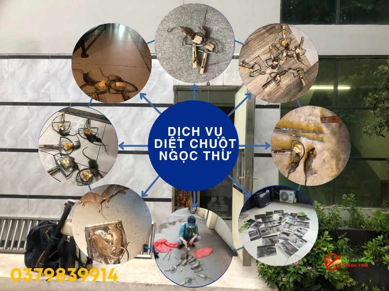 Dịch vụ diệt chuột Nhà Bè - Công ty diệt côn trùng tại TPHCM 3 Uy tín của công ty dịch vụ diệt chuột nhà bè của Ngọc Thư