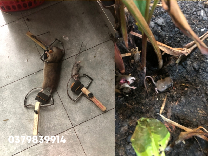 Dịch vụ diệt chuột phường Tân Định, diệt côn trùng Ngọc Thư