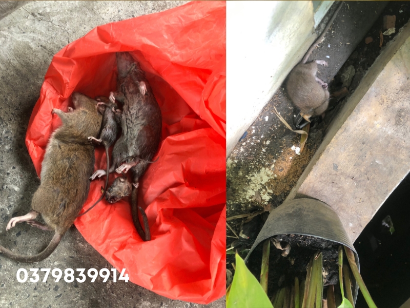 Dịch vụ diệt chuột phường Tân Định, TPHCM