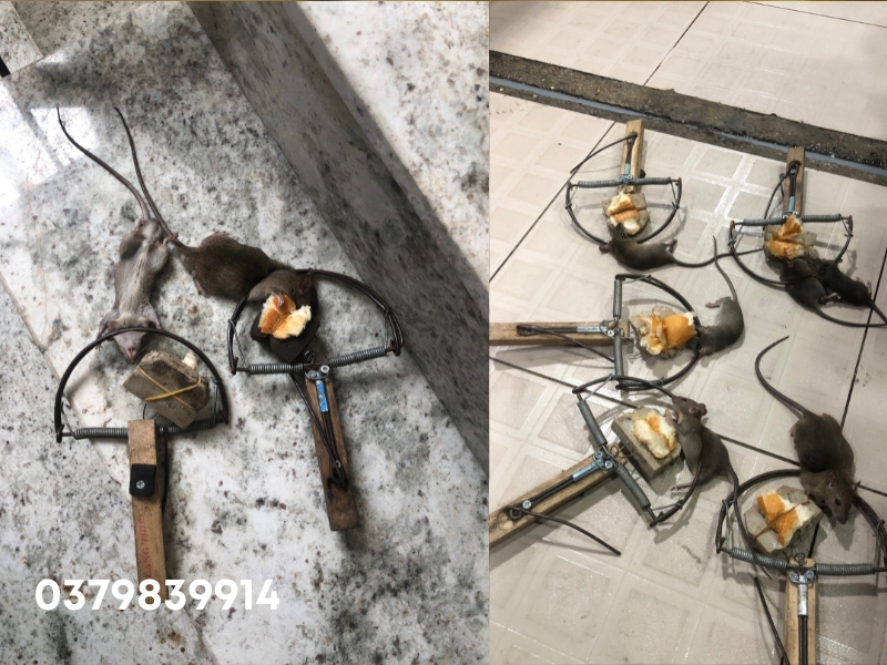 Dịch vụ diệt chuột phường Tân Định - Ngọc Thư