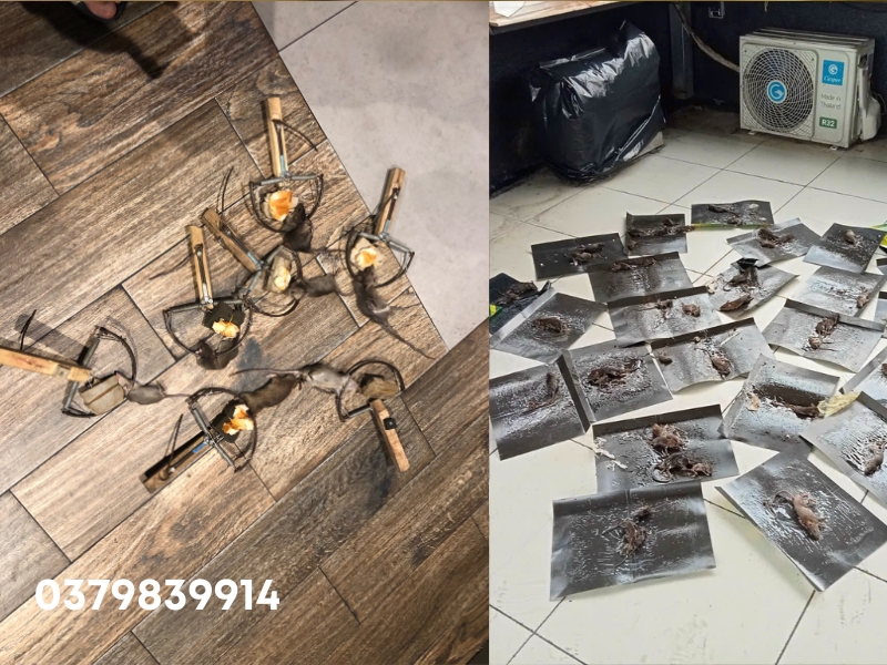 Dịch vụ diệt chuột phường Tân Định, 1