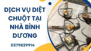 Dịch vụ diệt chuột tại nhà Bình Dương