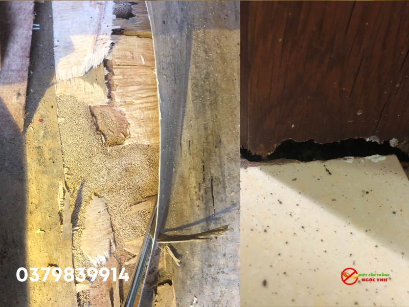 Công ty dịch vụ diệt côn trùng Ngọc thư cung cấp dịch vụ diệt côn trùng tại Bình Dương uy tín, hiệu quả cao, giá cả cạnh tranh