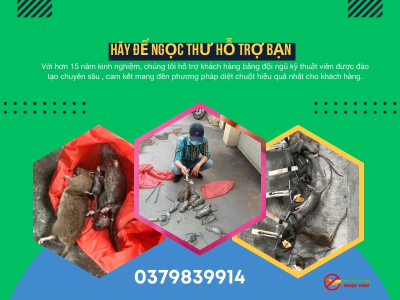 Dịch Vụ Diệt Chuột Tại Phường Sài Gòn, Đơn Vị Diệt Chuột Chuyên Nghiệp Tại TP.HCM 2 Dịch vụ diệt chuột tại phường Sài Gòn - Ngọc Thư