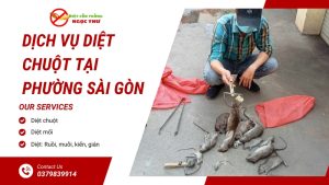 Dịch vụ diệt chuột tại phường Sài Gòn, TP.HCM