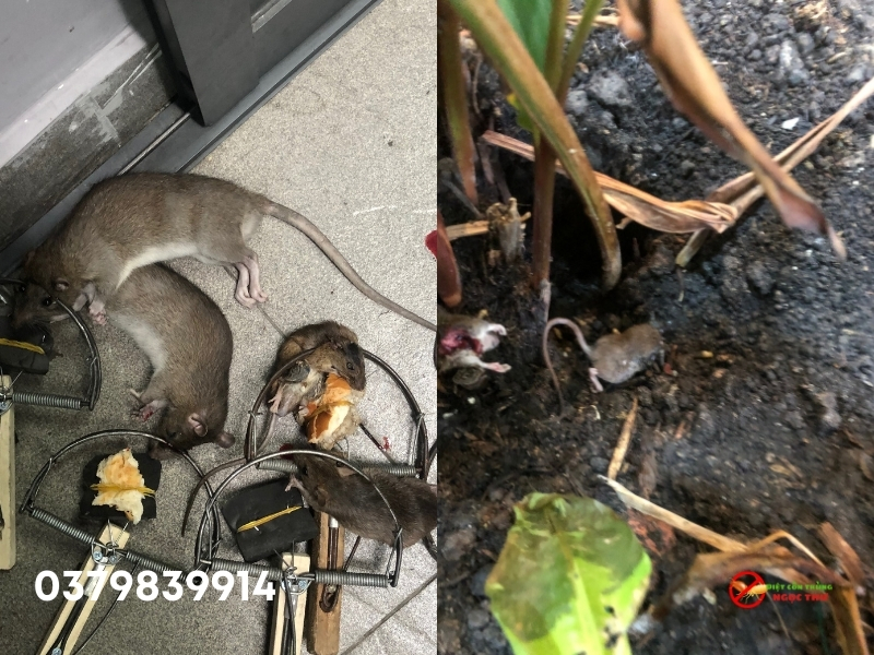 Dịch Vụ Diệt Chuột Tại Phường Sài Gòn, Đơn Vị Diệt Chuột Chuyên Nghiệp Tại TP.HCM 3 Dịch vụ diệt chuột tại phường Sài Gòn, dịch vụ diệt chuột chuyên nghiệp tại TPHCM