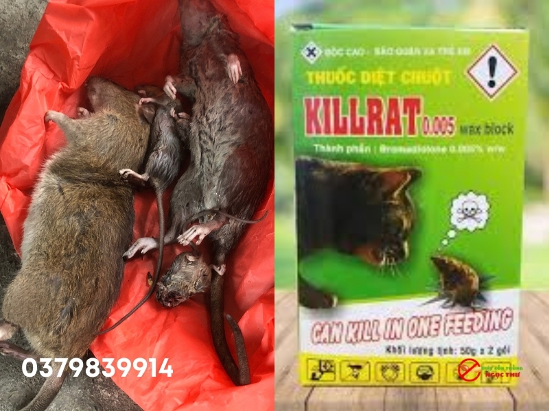 Dịch Vụ Diệt Chuột Tại Phường Sài Gòn, Đơn Vị Diệt Chuột Chuyên Nghiệp Tại TP.HCM 4 Dịch vụ diệt chuột tại phường Sài Gòn, diệt chuột tận gốc, hiệu quả trên 90%