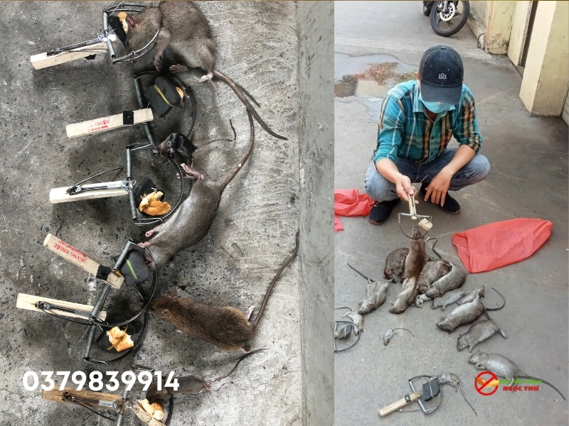 Dịch vụ diệt côn trùng Phường Sài Gòn, diệt muỗi, gián, mối, chuột tại TP.HCM 2 Dịch vụ diệt côn trùng tại phường Sài Gòn uy tín