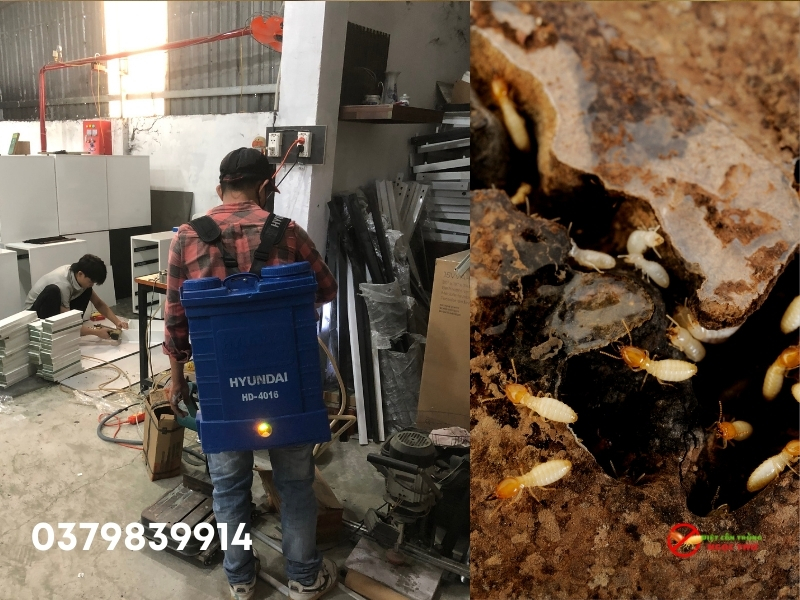 Dịch vụ diệt côn trùng Phường Sài Gòn, diệt muỗi, gián, mối, chuột tại TP.HCM 5 Công ty dịch vụ diệt côn trùng tại phường Sài Gòn chuyên nghiệp, phục vụ nhanh chóng