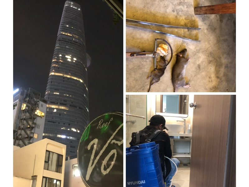 Dịch vụ diệt côn trùng phường Tân Định, quy trình diệt côn trùng IPM