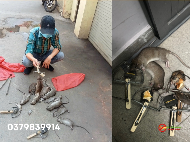 Dịch vụ diệt chuột quận 12