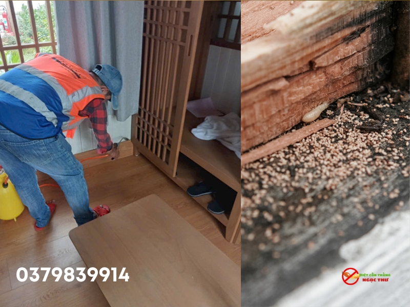 Dịch vụ diệt mối quận 12