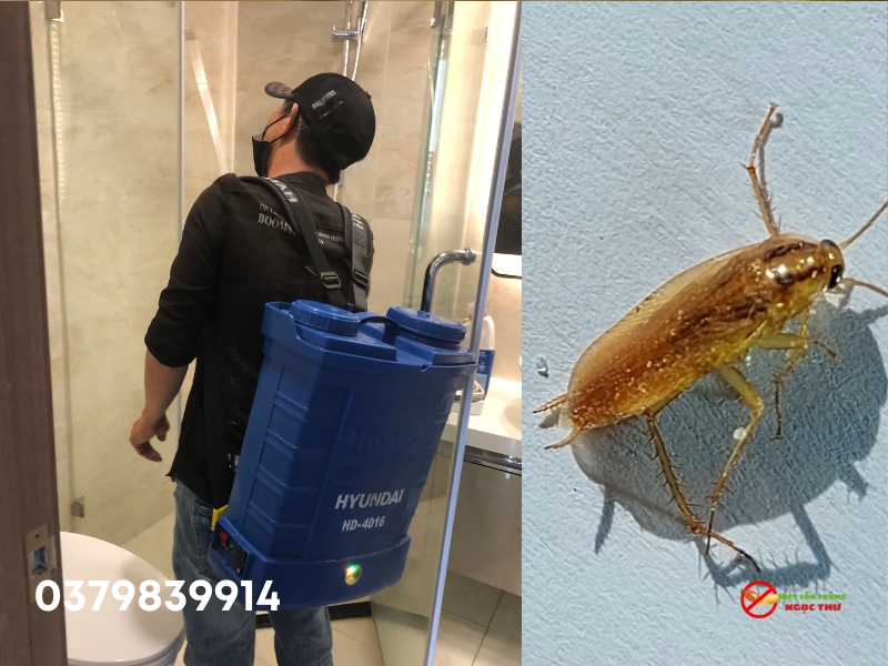 Dịch vụ diệt gián quận 12