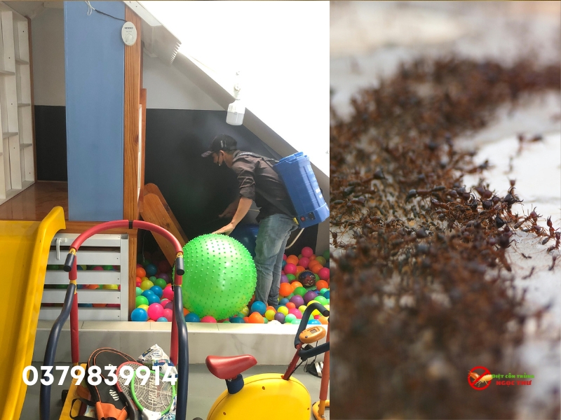Dịch vụ diệt kiến quận 12